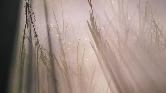 Fog rolls through swamp at night