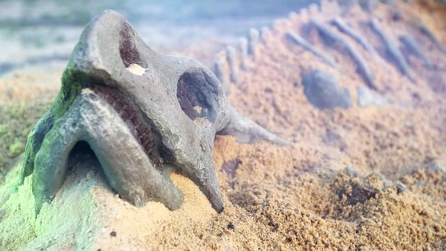 Bones stick out sandy ground on foggy night