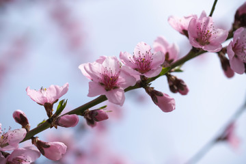 Wonderful spring bloom beautiful peach flowers.