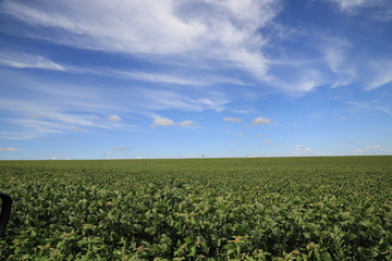 Fototapeta na wymiar field with blue sky and clouds