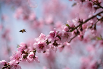 A hardworking bee collects honey on beautiful peach flowers on a sunny, warm spring day.