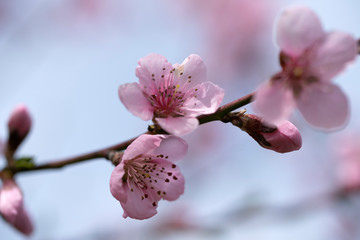 Wonderful spring bloom beautiful peach flowers.
