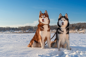 Dogs Sitting On Snow Covered Field. Siberian husky dogs.