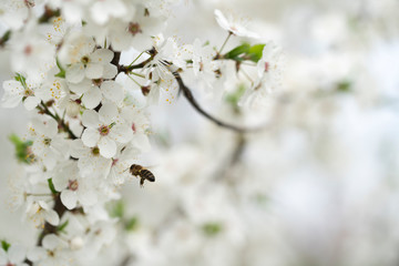 A hardworking bee collects honey on the beautiful flowers of wild plum on a sunny, warm spring day.