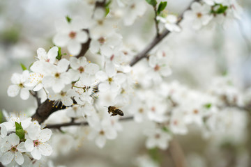 A hardworking bee collects honey on the beautiful flowers of wild plum on a sunny, warm spring day.