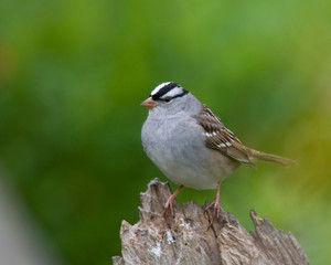 White Crowned Sparrow