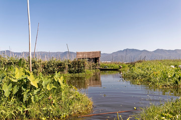 Burma, Asia -  plants and huts on water at Inle See.