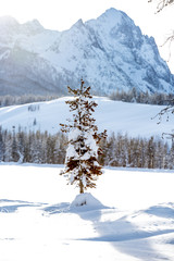 Lone pine tree in winter with a tall mountain covered with snow