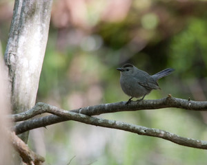 Grey Catbird