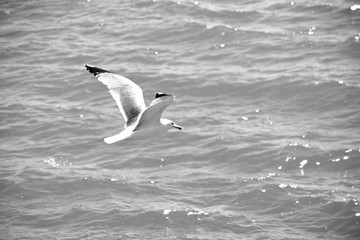 GAVIOTA VOLANDO SOBRE EL MAR