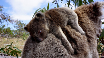 Bébé koala
