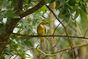 exotic bird on a branch