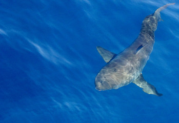 Fototapeta premium Grand requin blanc