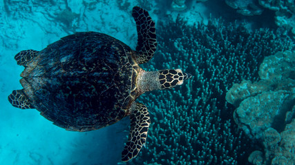 Obraz premium Tortue imbriquée