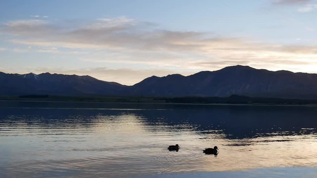 Two mallard ducks swim during sunset at Lake Tekapo.