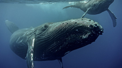 Baleine à bosse et baleineau à la Réunion