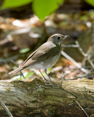 Thrush