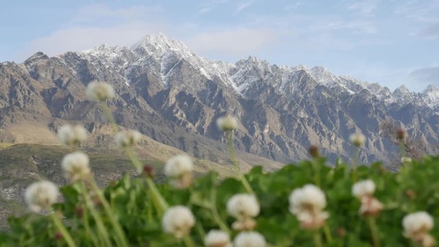 Zoom in snow mountain at Mount Remarkable with foreground of white clower in evening.