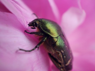beetle in flowers