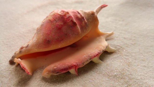 Beautiful shell on white sand beach, close up. Wind blowing on the sand.