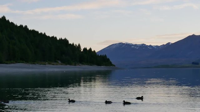 A group of ducks swim in Lake Tekapo with pine tree and snow mountain at the background.