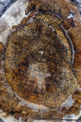 Cross-section of tree trunk