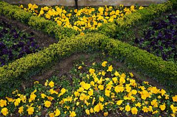 Yellow and violet pansy and boxtree on flower bed.