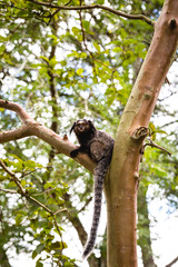 Naklejka premium Sagui monkey (Mico Estrela) in the wild in Rio de Janeiro, Brazil