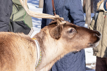 Head of nothern reindeer female in winter, begging for food, crowd of people on background