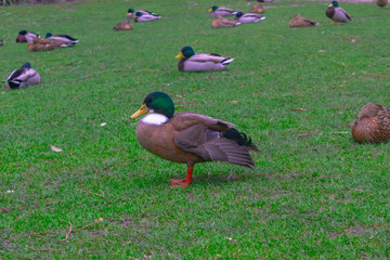 Ducks In The Grass
