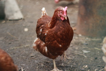 bird