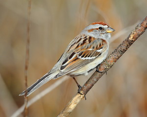 American Tree Sparrow