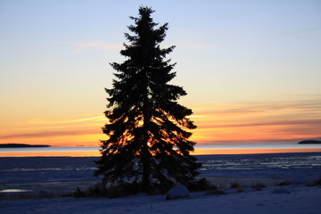 Vinter Landscape Tree