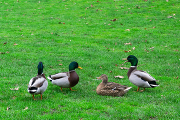 Ducks In The Grass