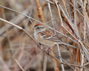 American Tree Sparrow