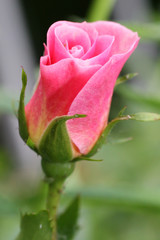 Pinkfarbene Rose im Garten vor grünlichem Hintergrund