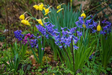 Blue hyacinth flowers with raindrops close up