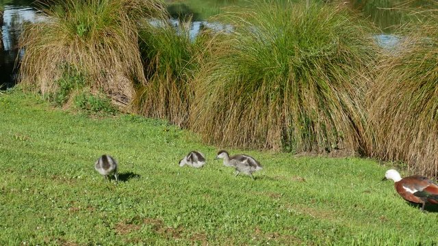Mallard ducks and its baby walking at Botanical Garden, Christchurch, New Zealand.