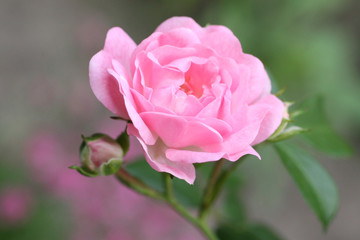 Rosa Rosenblüte und Knospe