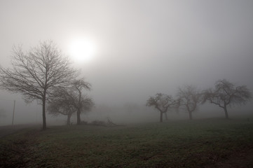 Streuobstwiese im Nebel
