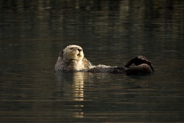 Sleepy Sea Otter floating around the harbor