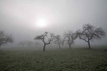 Obraz premium Streuobstwiese im Nebel