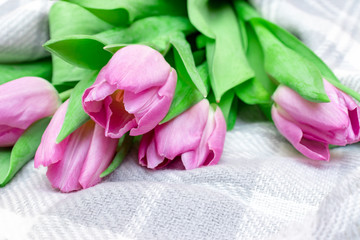Bouquet of spring flowers, pink tulips on checkered plaid background close up - holiday card for 8 march, Valentine day or mother's day