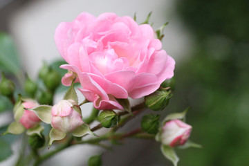 Rosafarbene Rose im Garten
