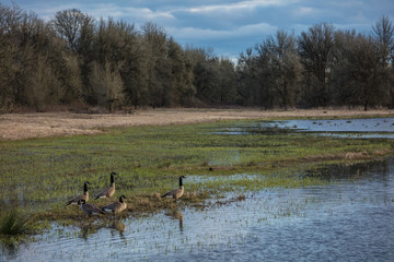 ridgefield wildlife refuge nature area in Washington state