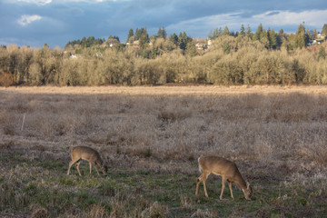 ridgefield wildlife refuge nature area in Washington state
