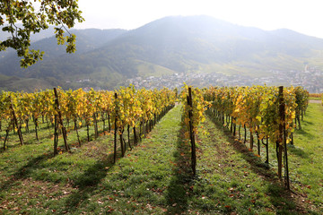 Fototapeta na wymiar Vineyard vine plants in rows against hill