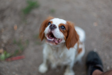 Cute portrait of a puppy cavalier king charles spaniel 