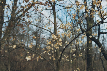Fototapeta na wymiar white leaves on a tree in winter