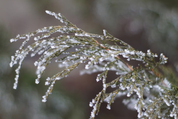 Fototapeta premium Shrub With Hoarfrost